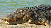 AA Saltwater crocodile