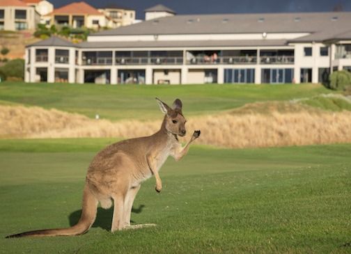 Kangaroo on Links Lady Bay Golf Course
