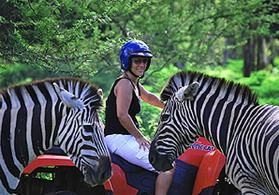 Tamarina Zebras